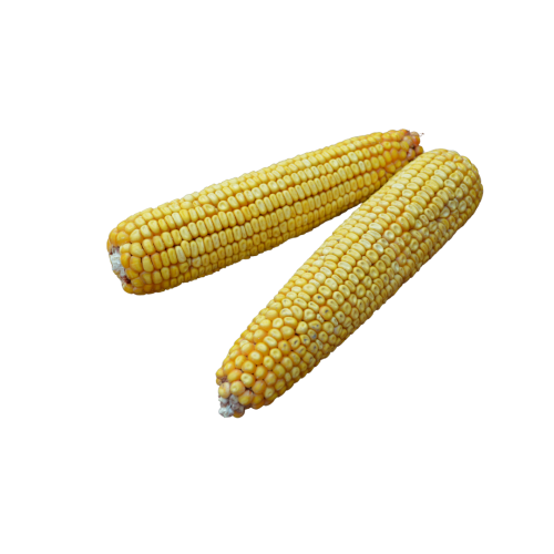 Corn Cobs