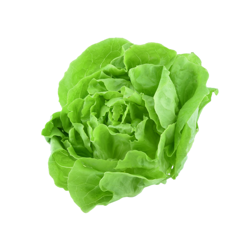 Cos Lettuce